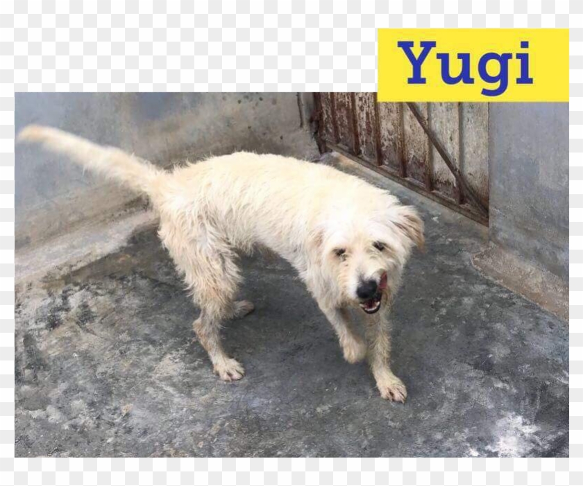 Yugi Adopted Into A Forever Home - Like Your Face Clipart