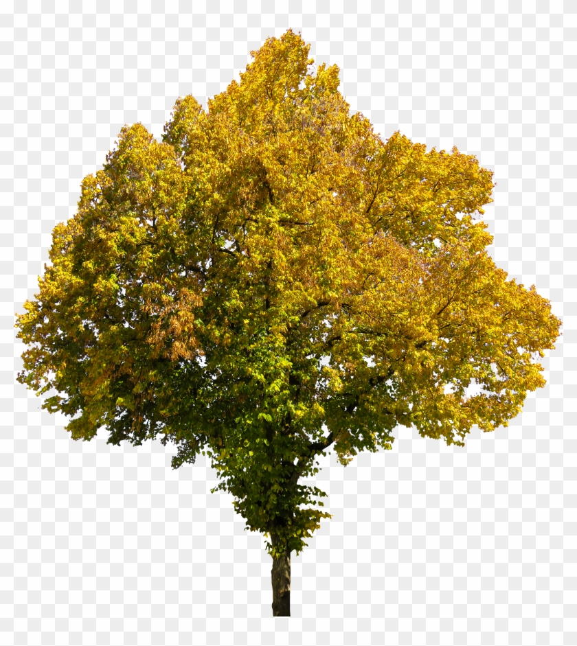 Free Tree Cutouts Arboles Png - Transparent Background Tree Png Clipart
