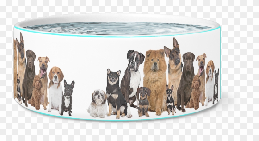 The 12 Dogs Bowl - Fun Dog Show Clipart #2192872
