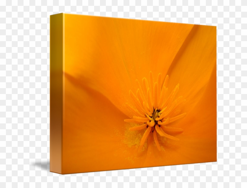 Macro Poppy Flower Floral Art Print By - Poppy Family Clipart #2192925