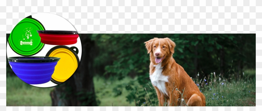 They Pack Up Easily Into A Backpack And You'll Hardly - Dog Catches Something Clipart