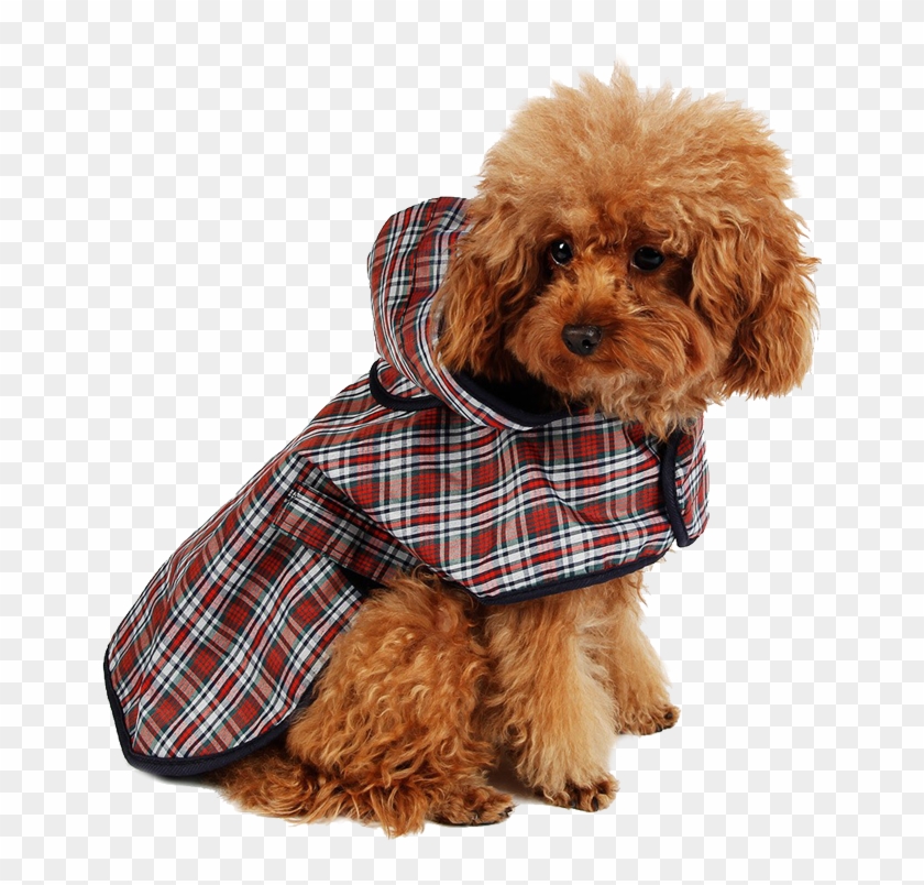 Plaid Dog Raincoat - Dog Rain Poncho Clipart #2193923