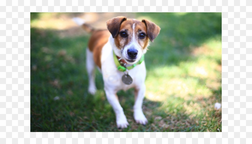 Donate To Petrescue - Companion Dog Clipart #2194126