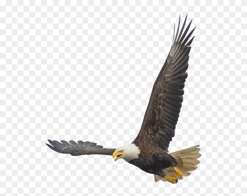 Bald Eagle Bald Eagle - Bald Eagle Clipart