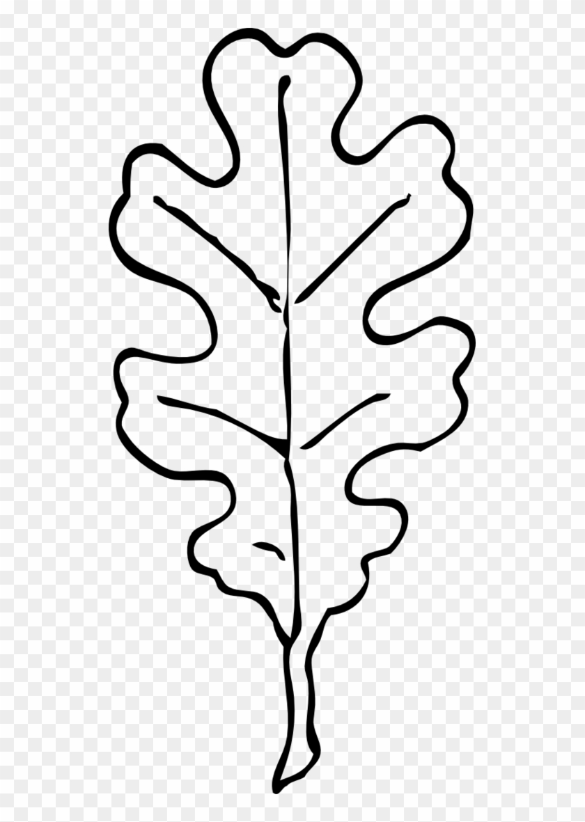 Oak Leaf Coloring Page Clipart Free To Use Clip Art - Oak Leaf Clipart Black And White - Png Download #2196601