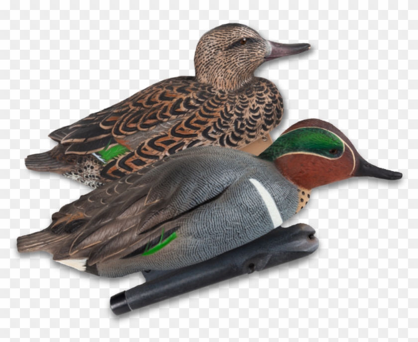 Image Of The Avian X Green Winged Teal Clipart #2197302