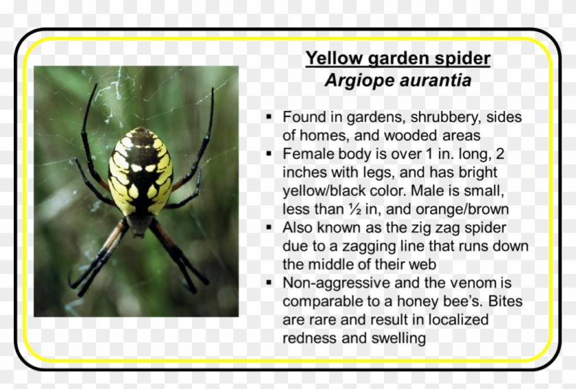 Big Spiders And Why They're Helpful - Yellow Garden Spider Clipart #2198053