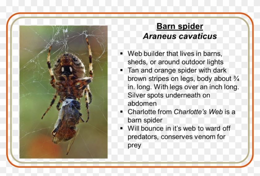 They Are All Quick To Run From Humans And Will Only - Barn Spider Life Cycle Clipart #2198081
