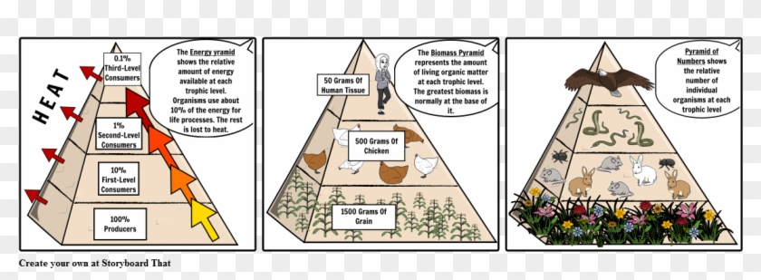 Ecological Pyramids Clipart