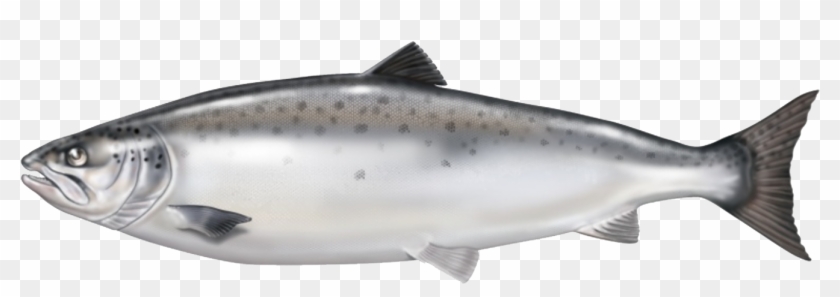 Atlantic Salmon From Norway Is Our Raw Material Base Clipart #221001