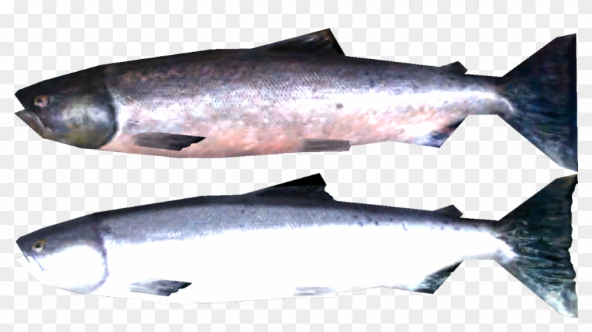 Salmon - Skyrim Salmon Clipart
