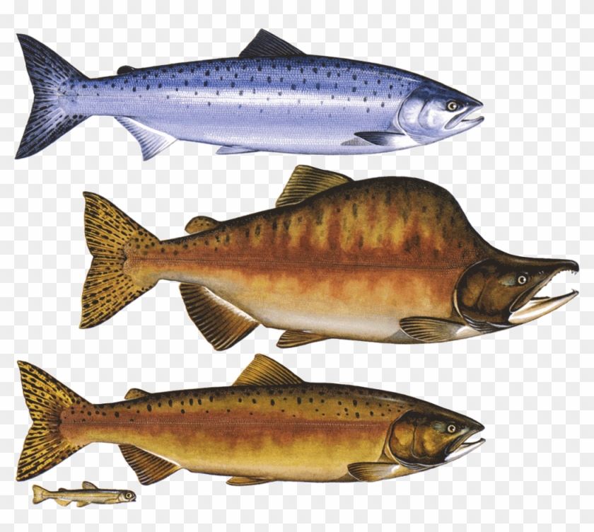 Pink Salmon Png Clipart #221450