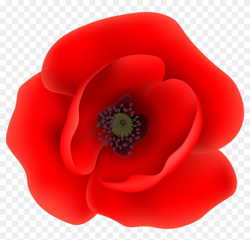 Free Png Download Poppy Flower Png Images Background - Poppy On Transparent Background Clipart