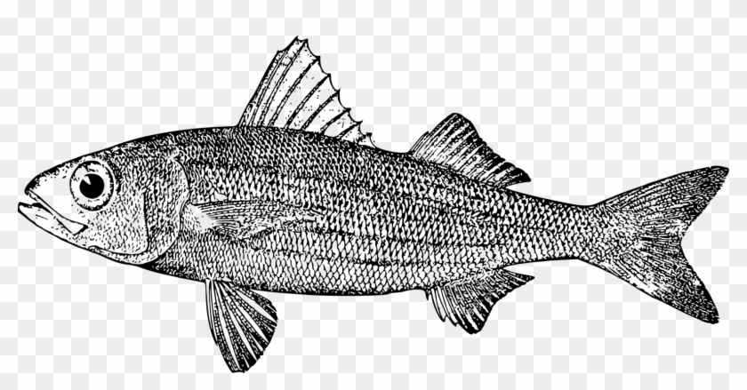 Salmon 09777 Fish Products Cod Sardine - Mullet Clipart #221794