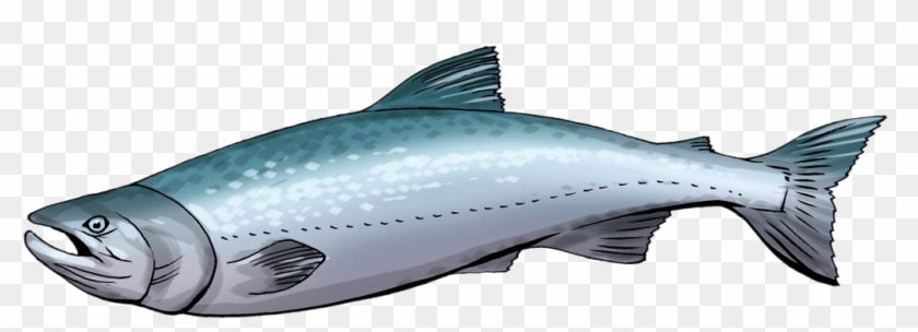 Free To Use & Public Domain Fish Clip Art - Salmon Fish Clipart Png Transparent Png