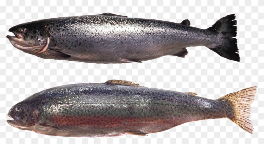 Fish Png - Trout Clipart