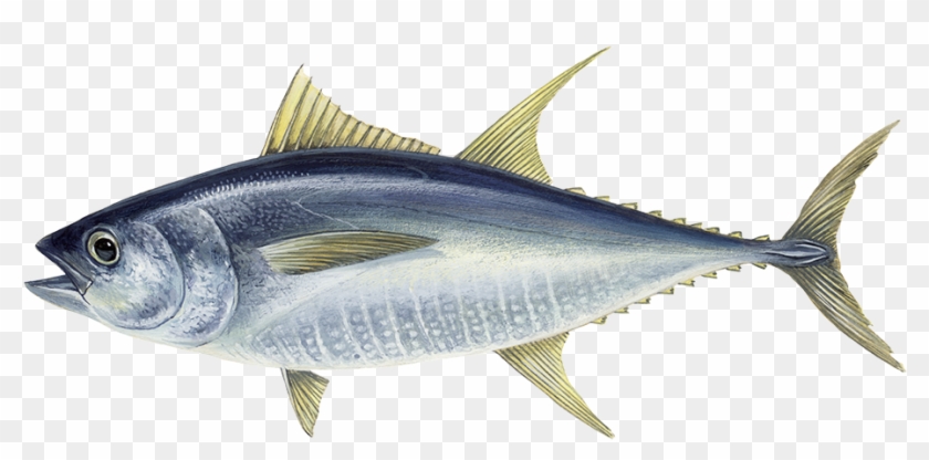 Pink Salmon - Tuna Fish Clipart