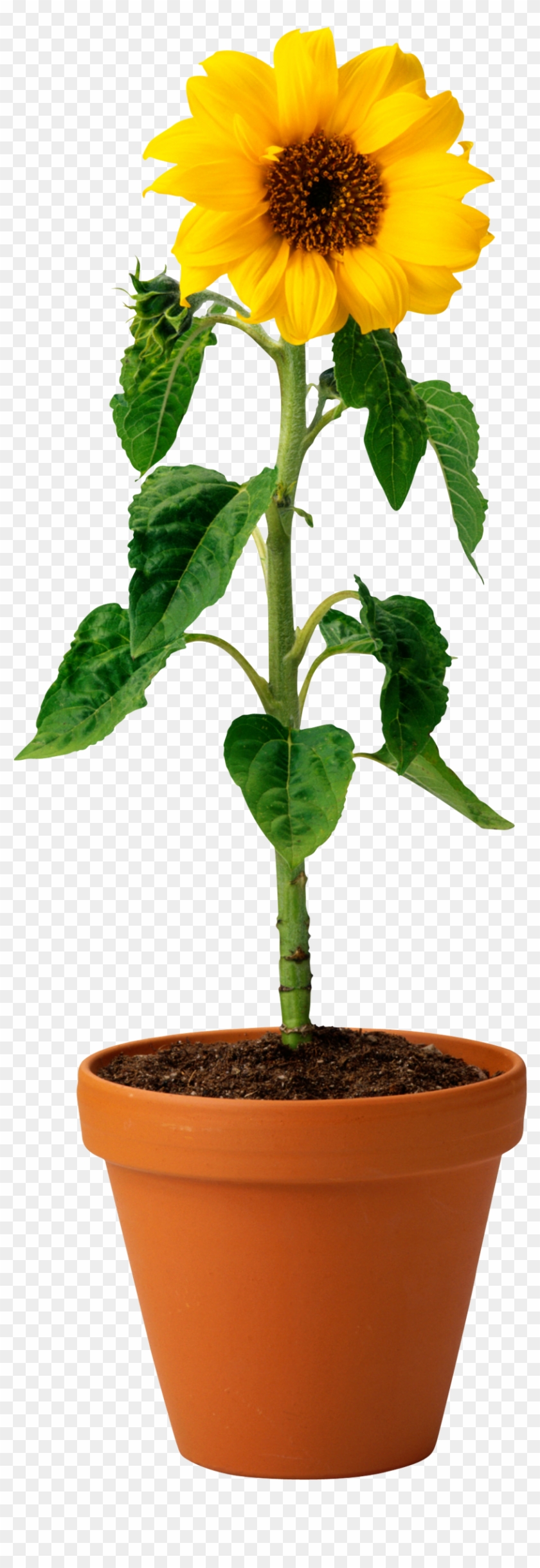 Sunflower In Pot - Sunflower In A Pot Png Clipart #223904