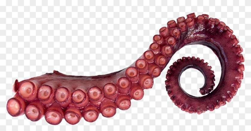 Octopus Tentacles Png - Transparent Octopus Tentacles Png Clipart