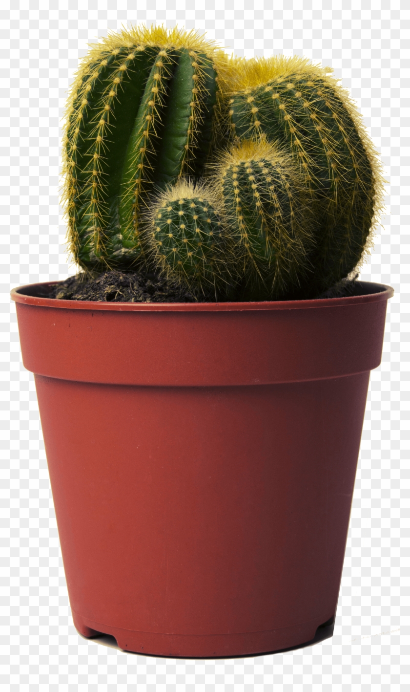 Cactus In Pot Png , Png Download Clipart #224302
