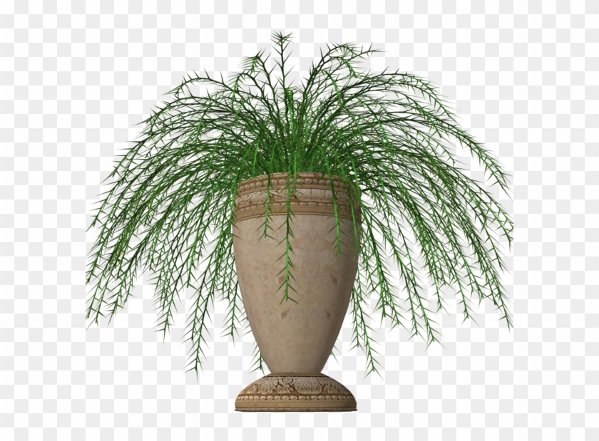600 X 631 6 - Plants Clipart #224724
