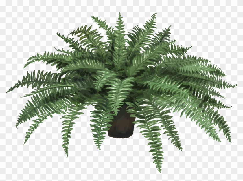 Nephrolepis Exaltata Fern Plant Leaf Artificial Flower - Fern In Pot Png Clipart