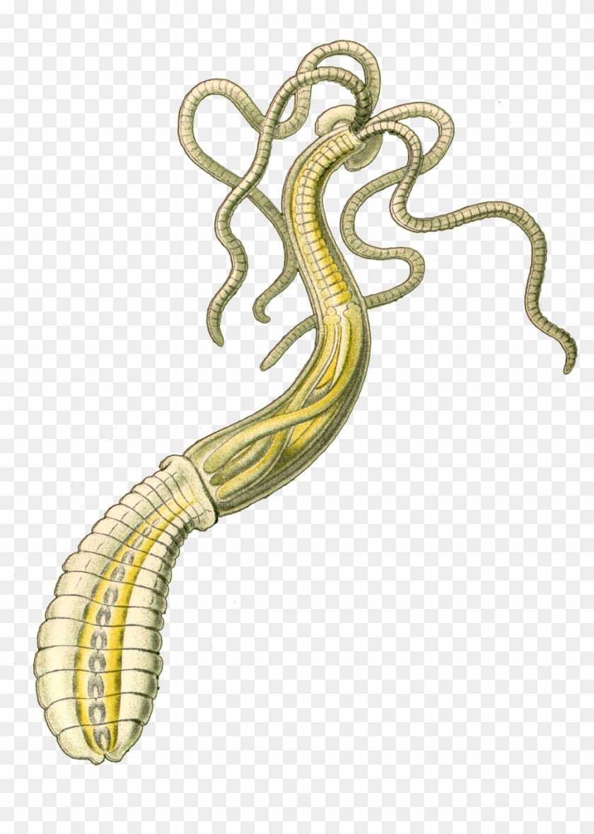 Burmese Python Clipart