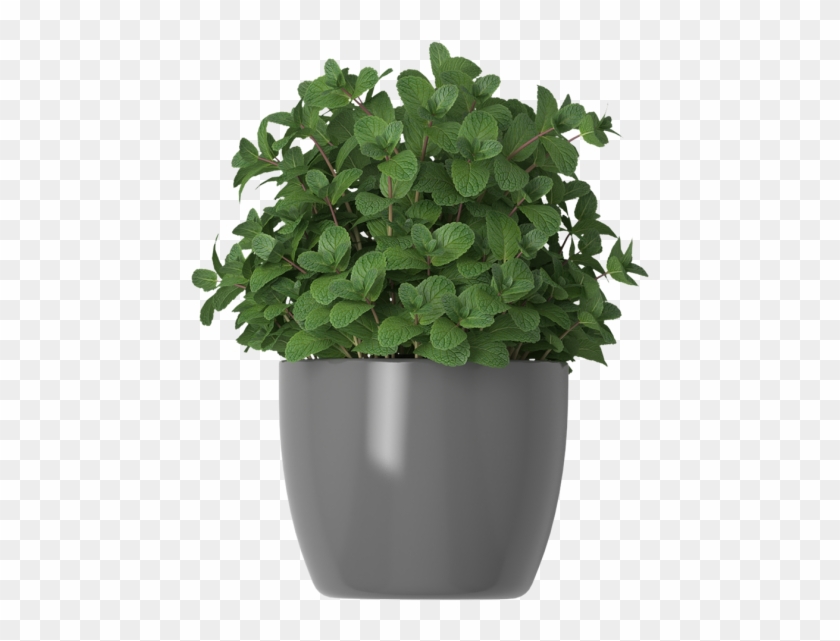 Mint In Flower Pots - Flowers In Pot Transparent Png Clipart #225846