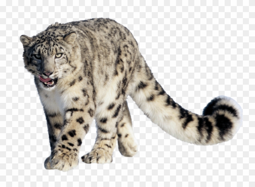Snow Leopard Png Clipart #225983