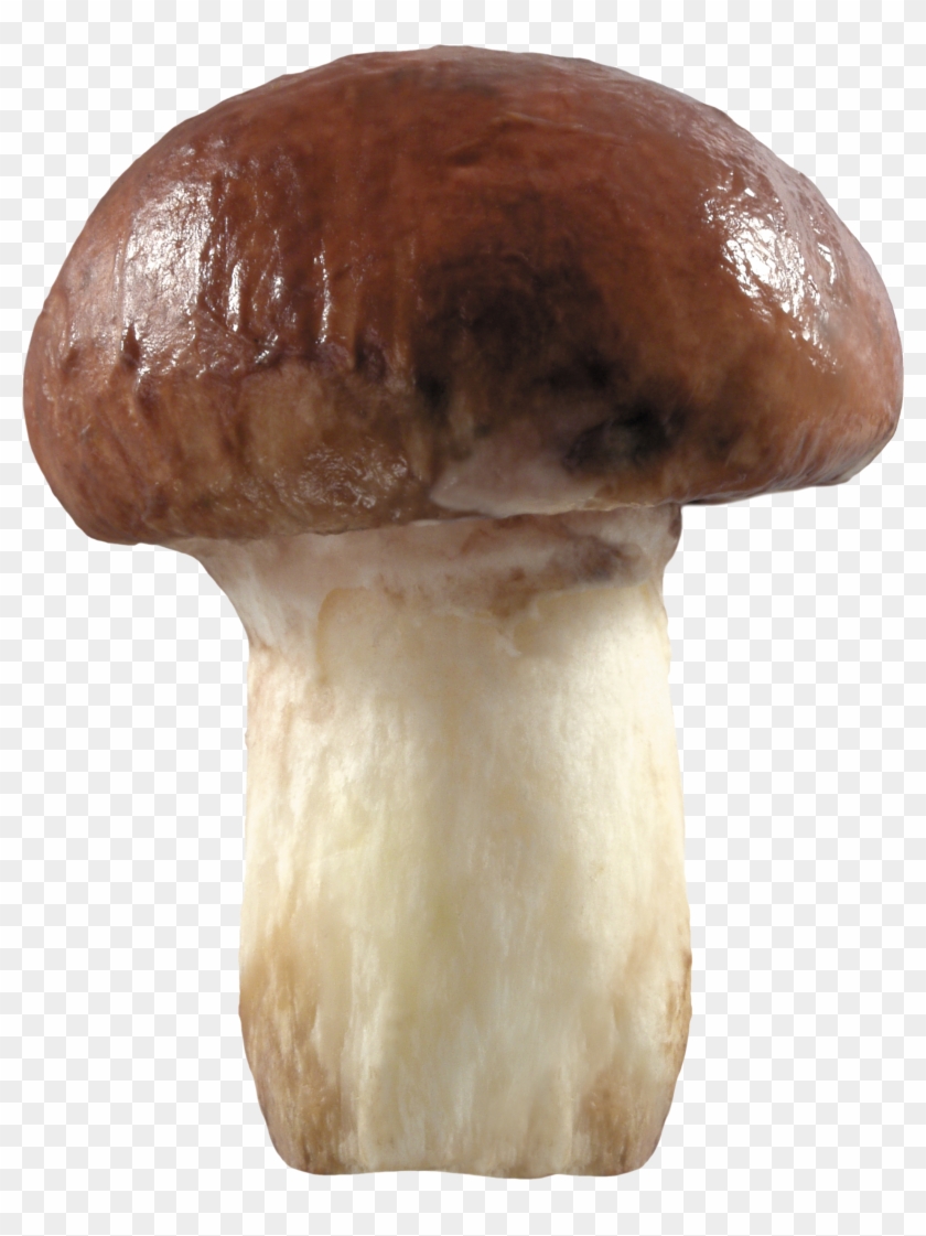 Download - Mushroom Clipart