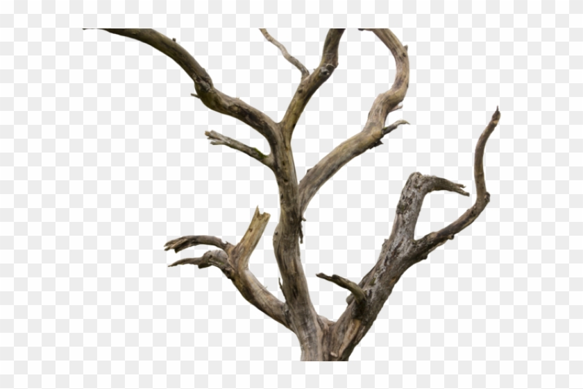Dead Tree Clipart Dry Plant - Dead Tree - Png Download