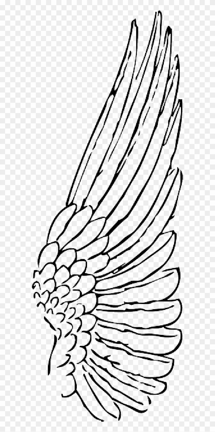Picture Black And White Stock Dove Wings Drawing At - Outline Of A Wing Clipart