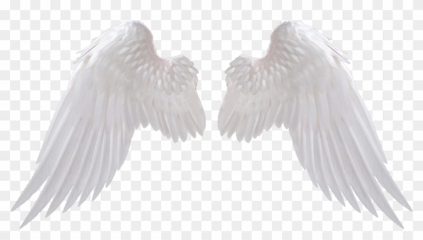 Download Angel Wings Png Clipart Png Download - PikPng