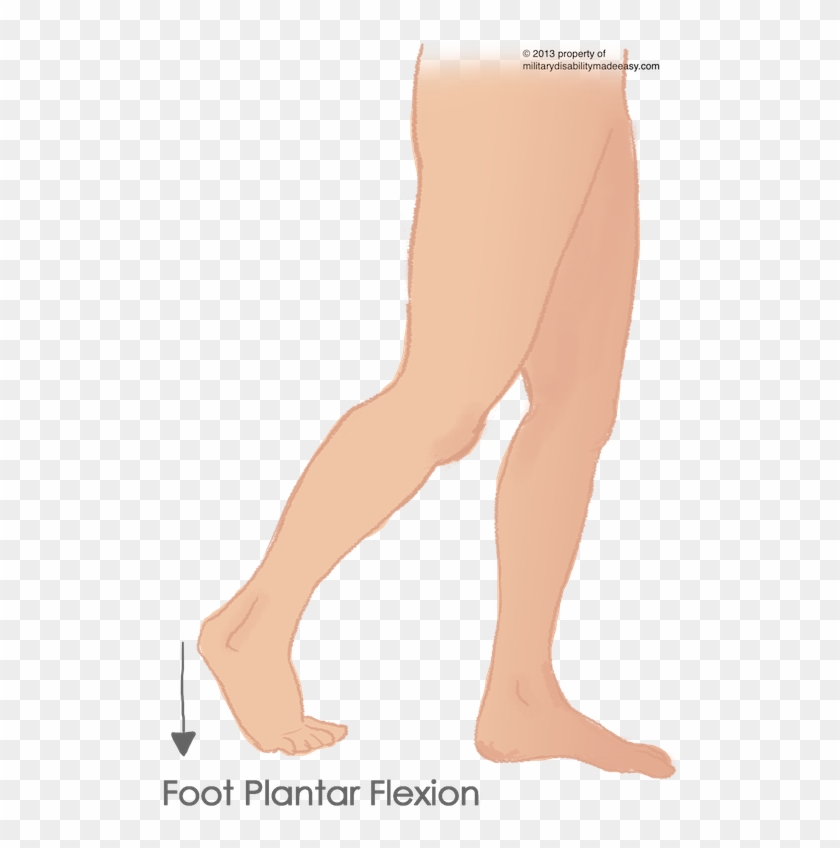 Plantar Flexion Of The Foot 4 - Foot In Plantar Flexion Clipart