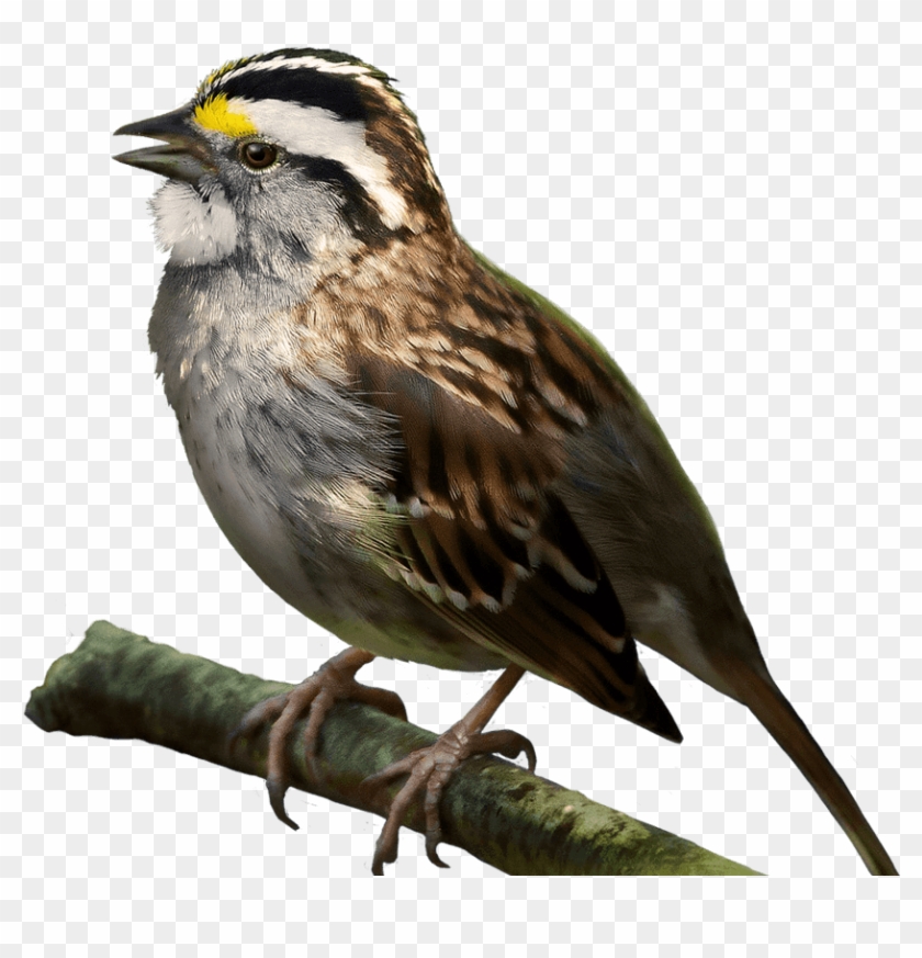 Sparrow Bird Png Picture - White Throated Sparrow Png Clipart #2200186
