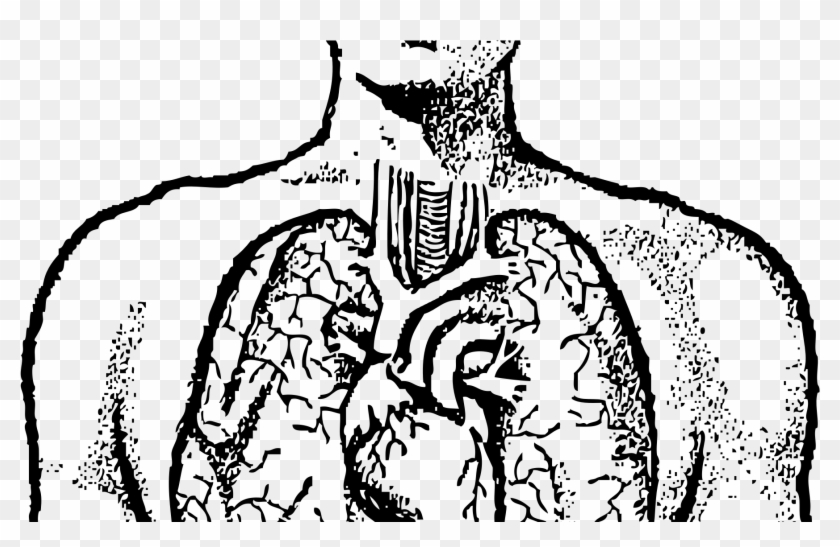 Anatomical Lung Huge Freebie Download For - Human Lungs Clipart Black And White - Png Download