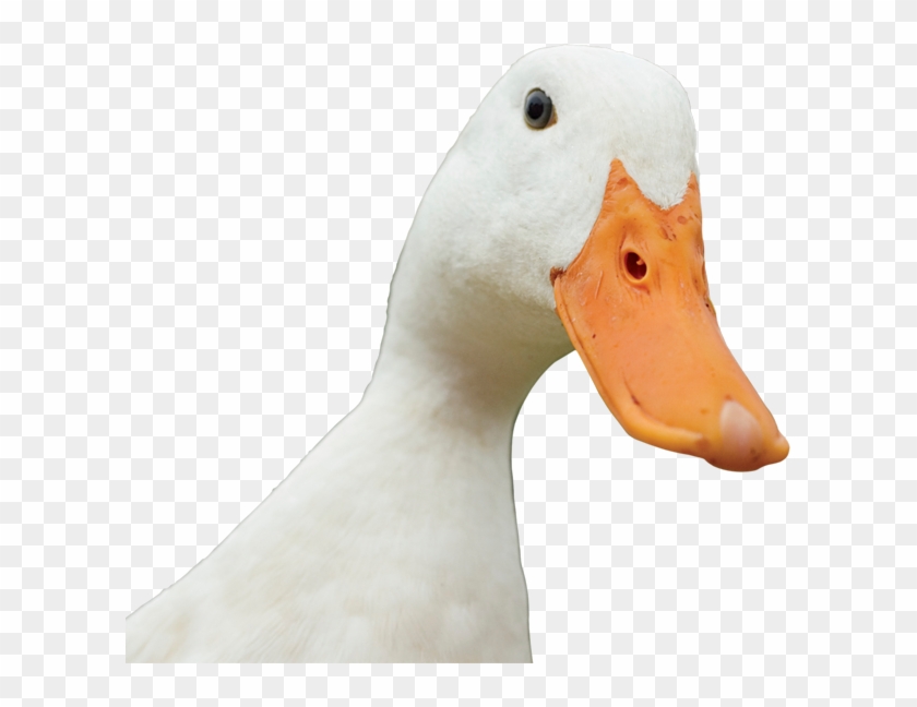 Duck Quack Png - Duck Clipart #2201998