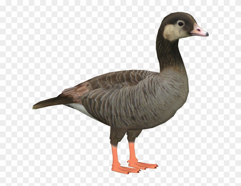 Duck , Png Download - Duck Clipart