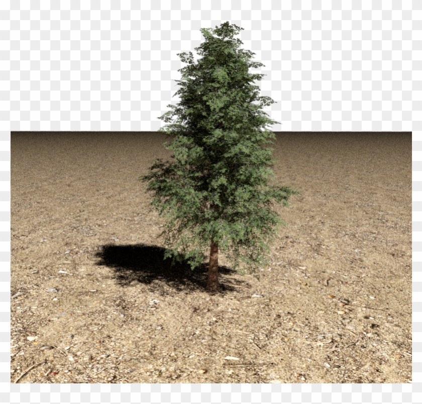 Tree 3d Model - Mexican Pinyon Clipart #2202455