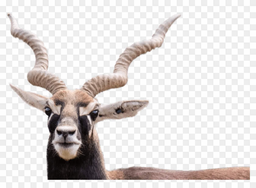 Buck Png - Black Buck Png Clipart