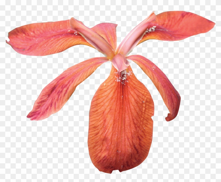 Flowers - Iris Clipart