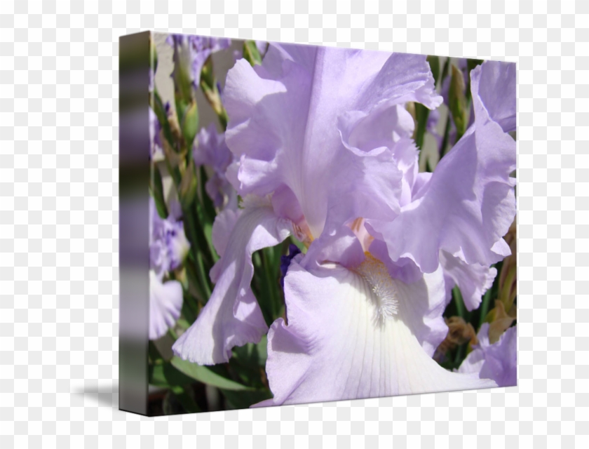 Iris Flower - Iris Albicans Clipart #2203774