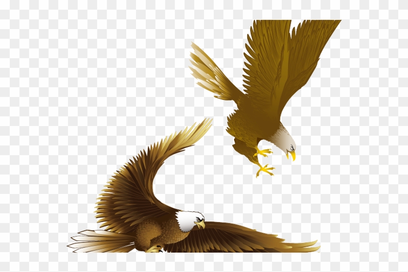 Drawn Bald Eagle Vector - Burung Elang Png Clipart #2204144