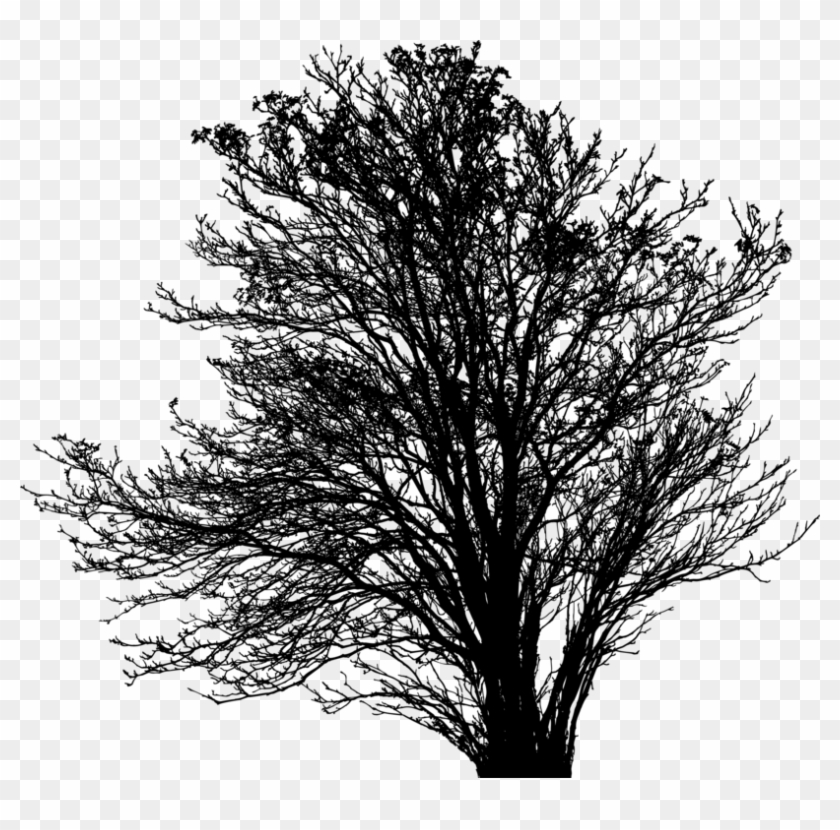 Twig Silhouette Black Tree Thumbnail - Oak Clipart