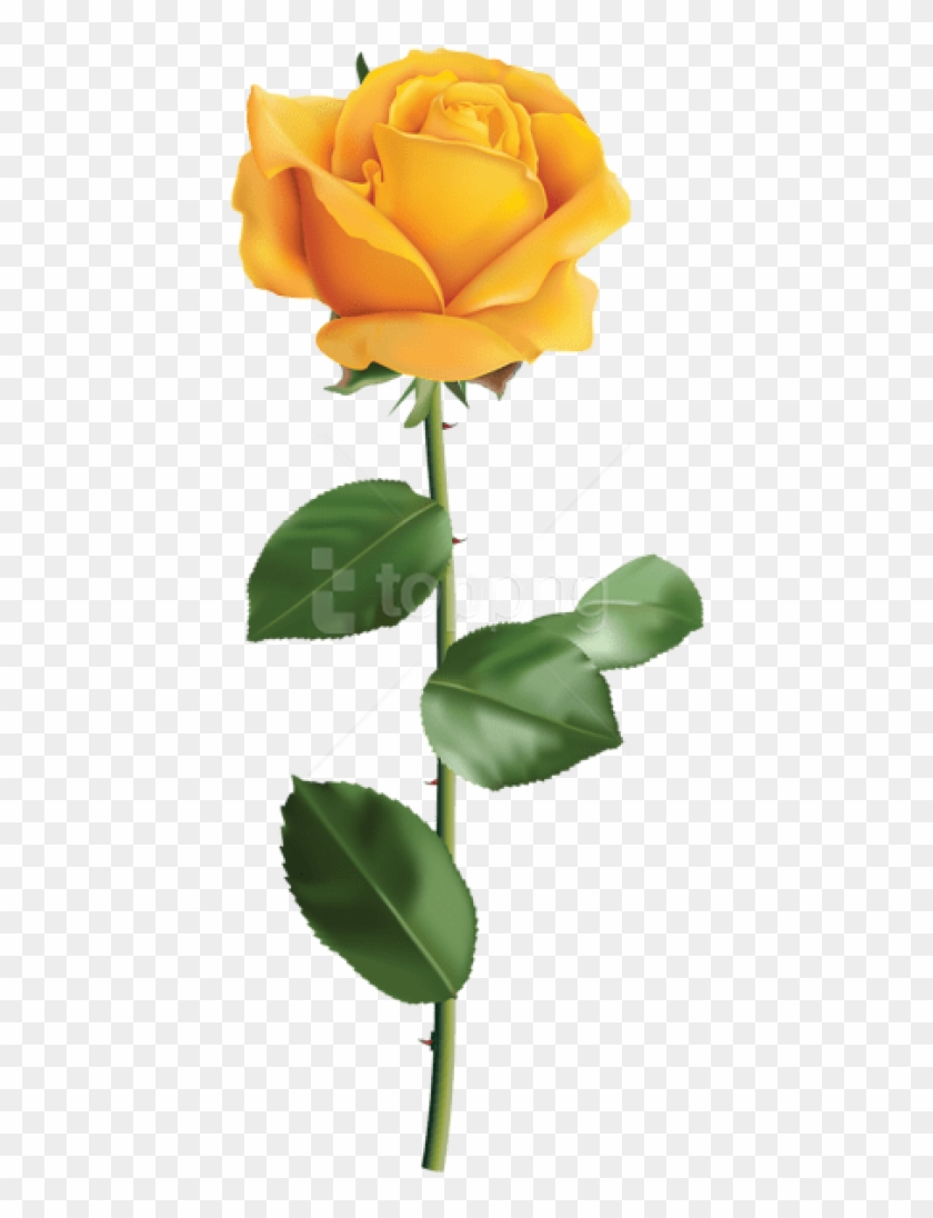 Free Png Yellow Rose Transparent Png Images Transparent - Yellow Rose Transparent Background Clipart #2205636