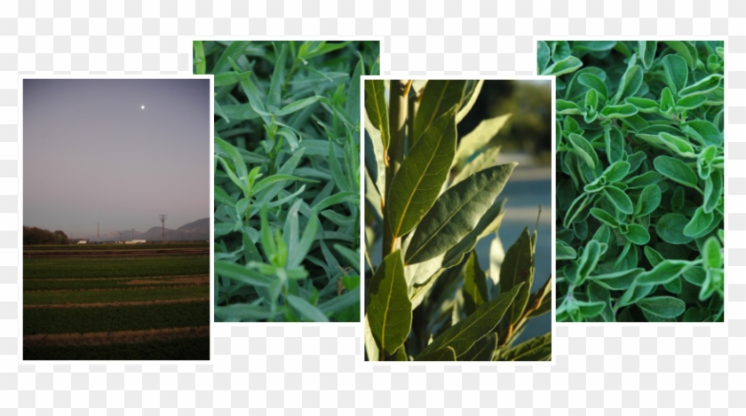 For More Information, Please Visit Www - Grass Clipart #2205806