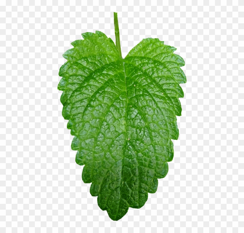 Herb Png - สะระแหน่ Png Clipart