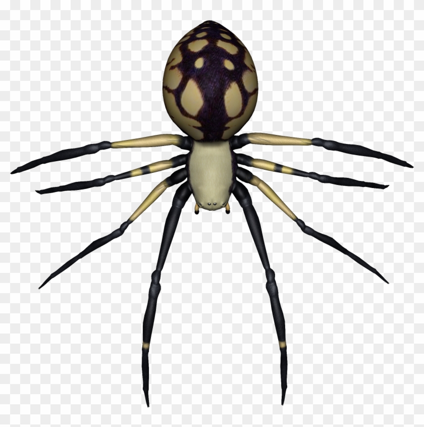 Spider Drawing No Background Clipart