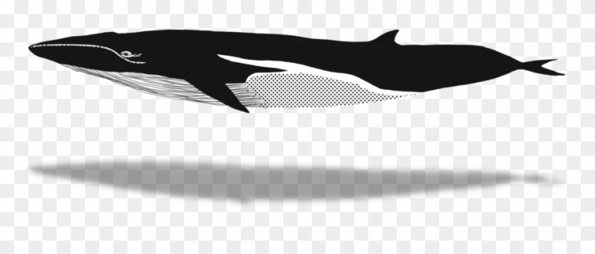 1024 X 640 6 - Humpback Whale Clipart