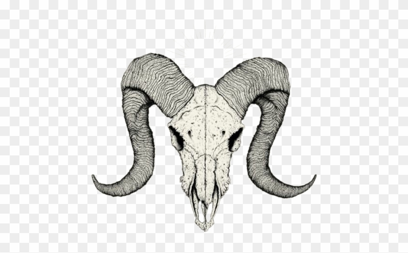 493 X 700 17 - Cabeça De Bode Desenho Clipart